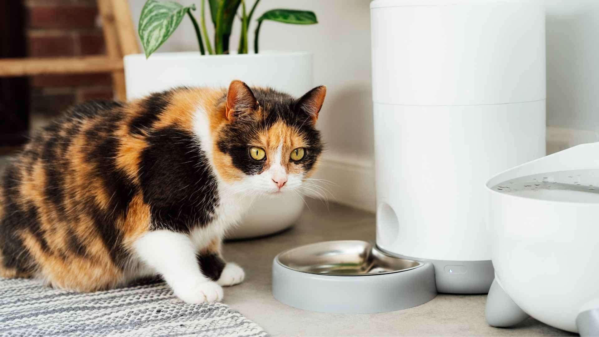 Gato acercándose a un comedero automático